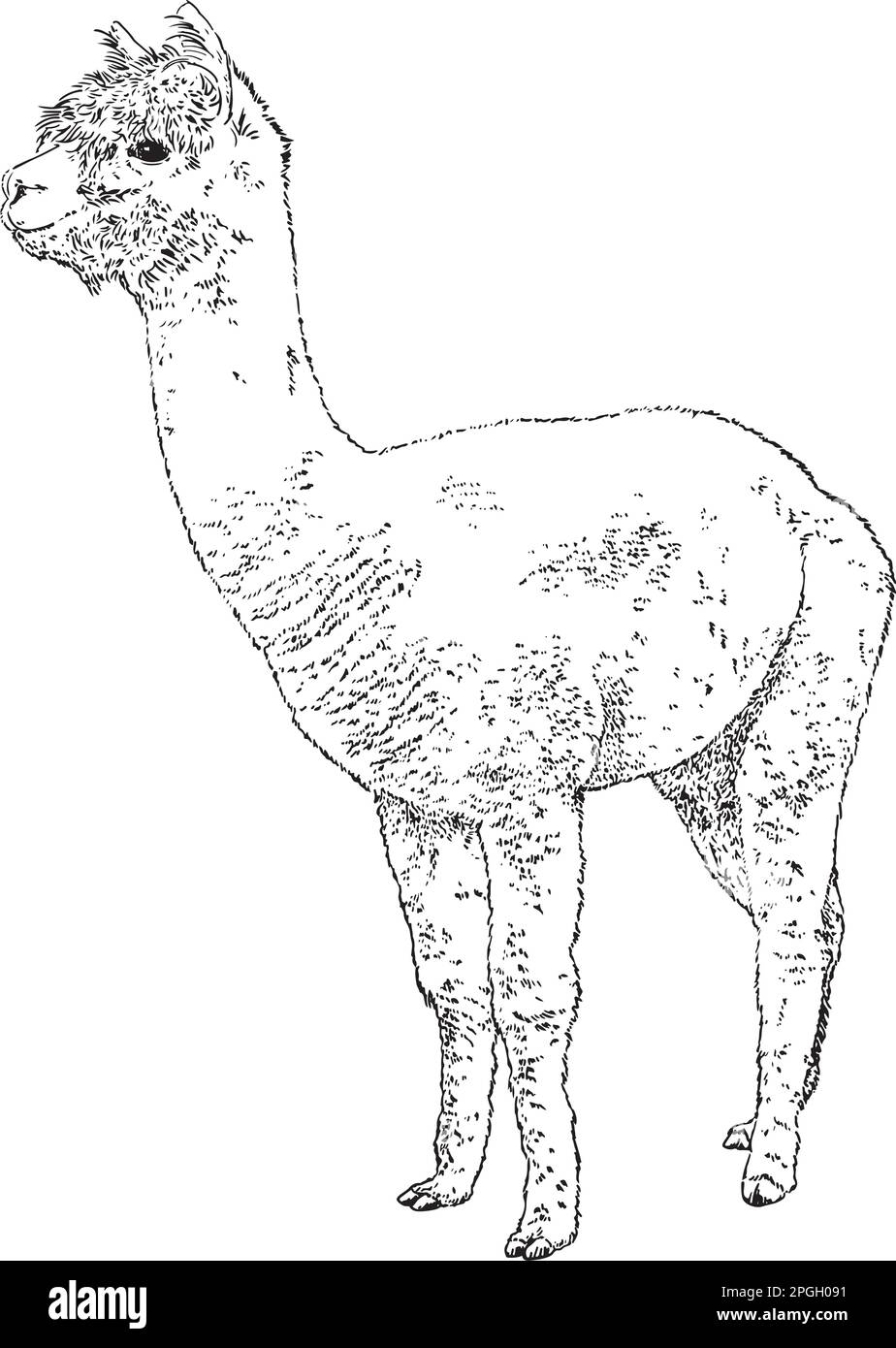 Dessin réaliste à la main de l'illustration du vecteur alpaca Illustration de Vecteur