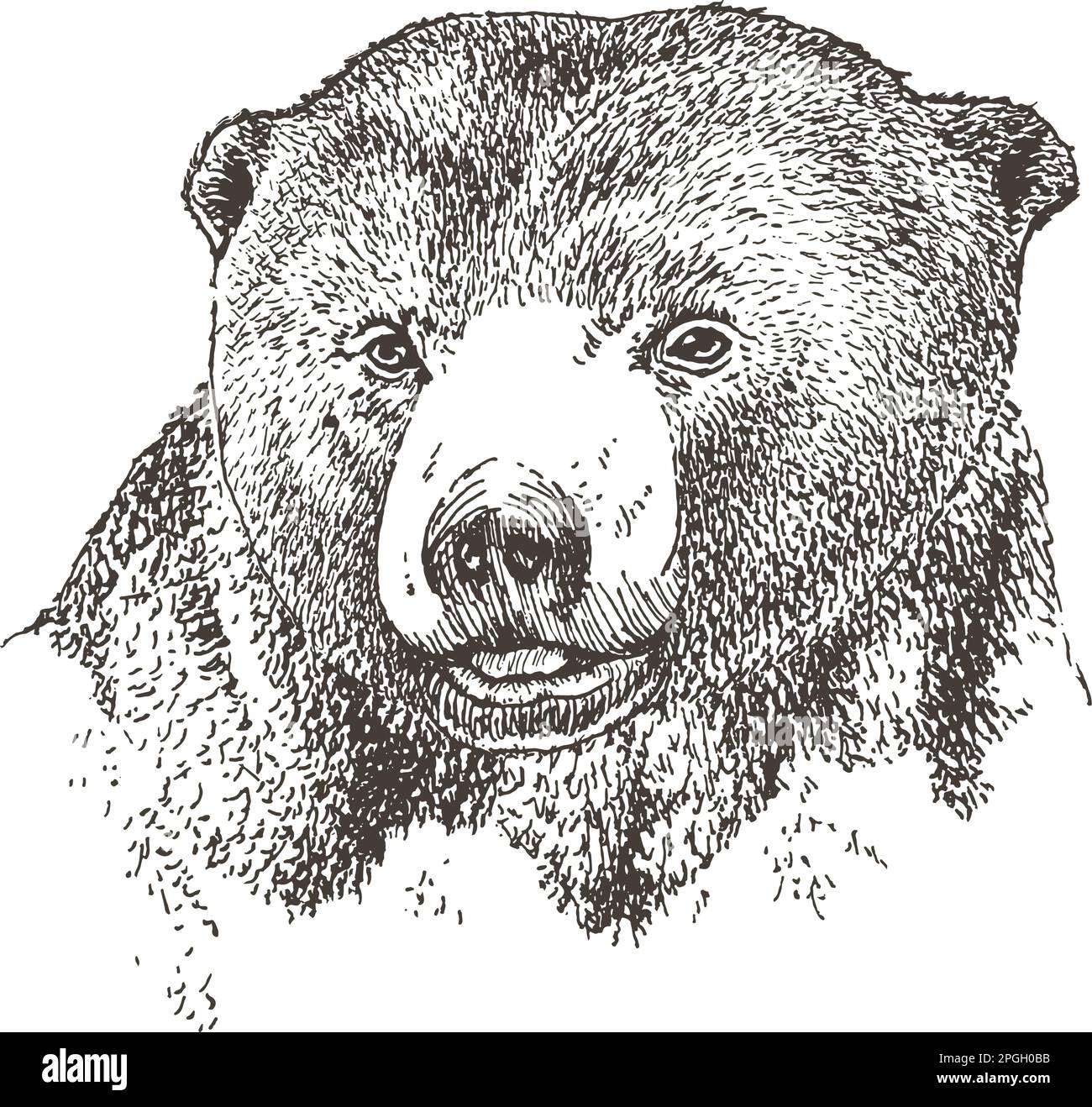Dessin réaliste main d'un ours, illustration vectorielle Illustration de Vecteur