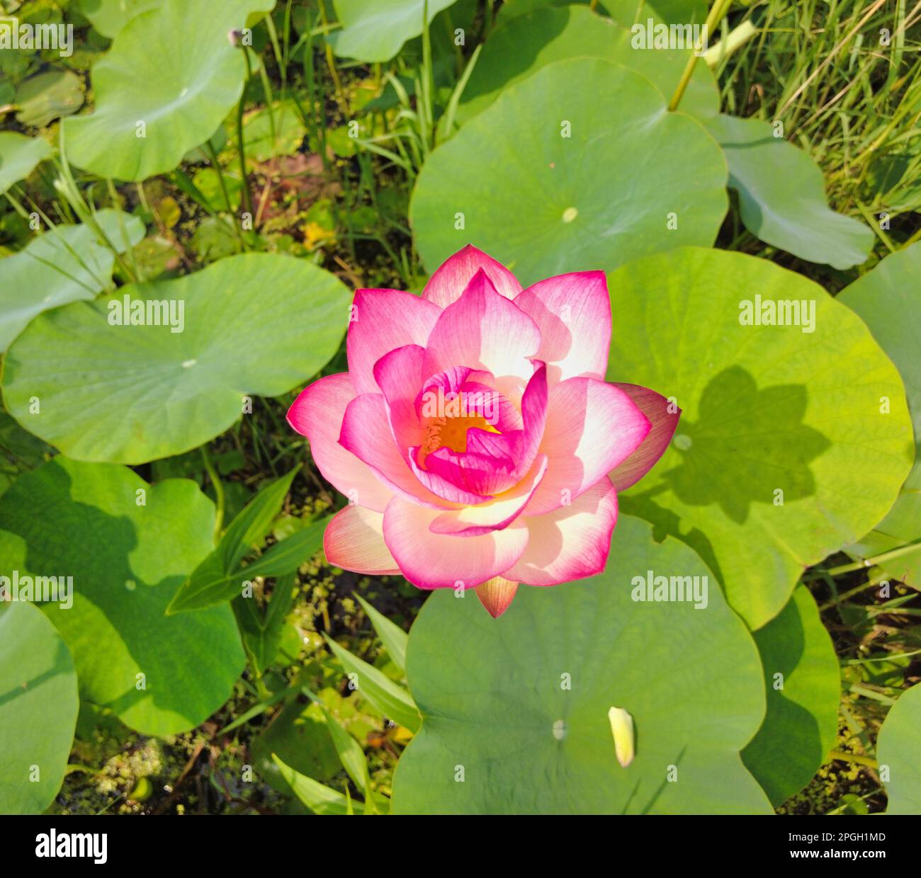 Fleurs de Lotus fleuries dans le parc de Samrak à Busan, Corée du Sud, Asie Banque D'Images