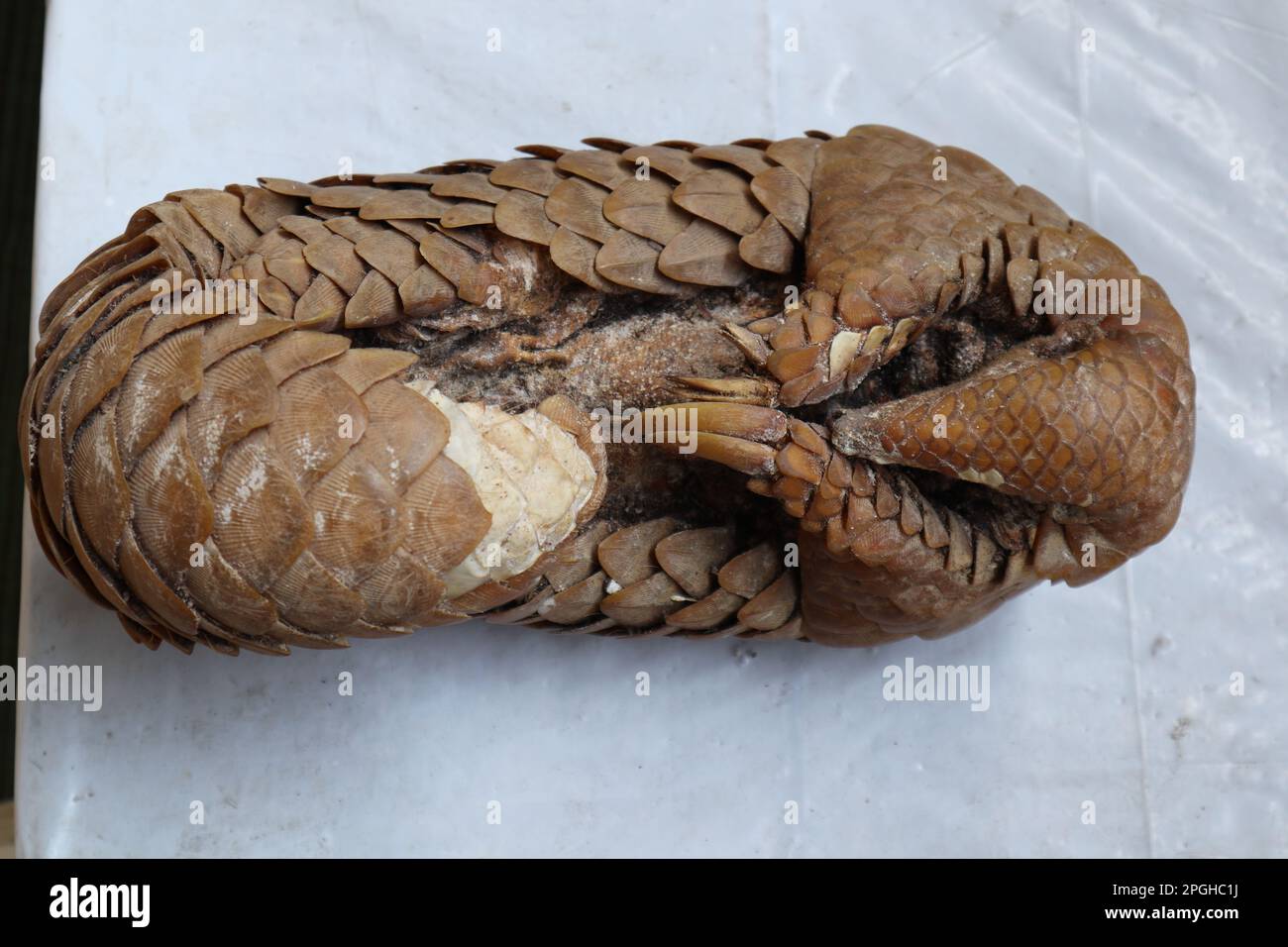 Vue ventrale au-dessus d'un corps de pangolins indiens morts à sec.le pangolin indien est mort d'une cause naturelle, les habitants ont trouvé le corps après quelques petites Banque D'Images