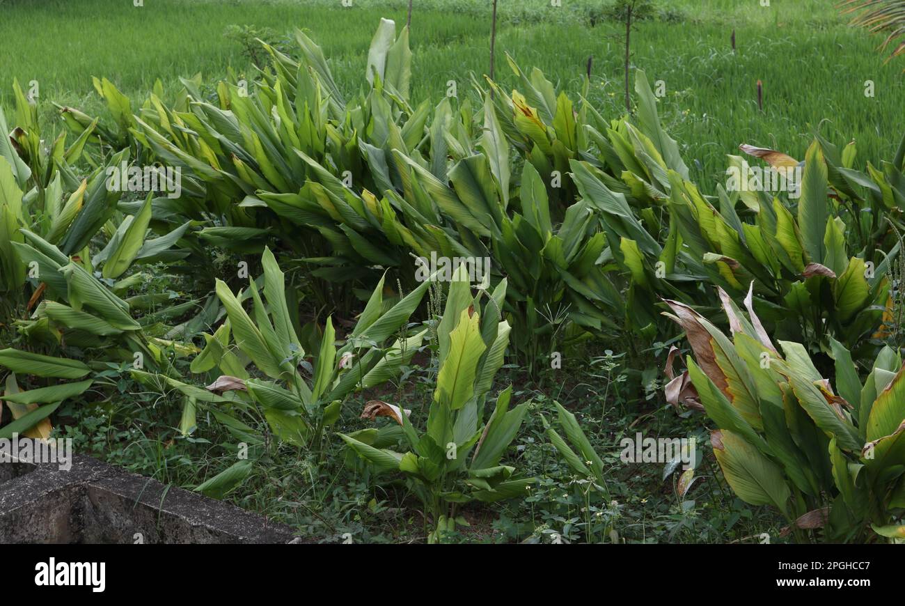 Plantes turmeriques (Curcuma Longa) poussant en rangée sur une petite portion de terre près d'un champ de riz comme culture secondaire Banque D'Images