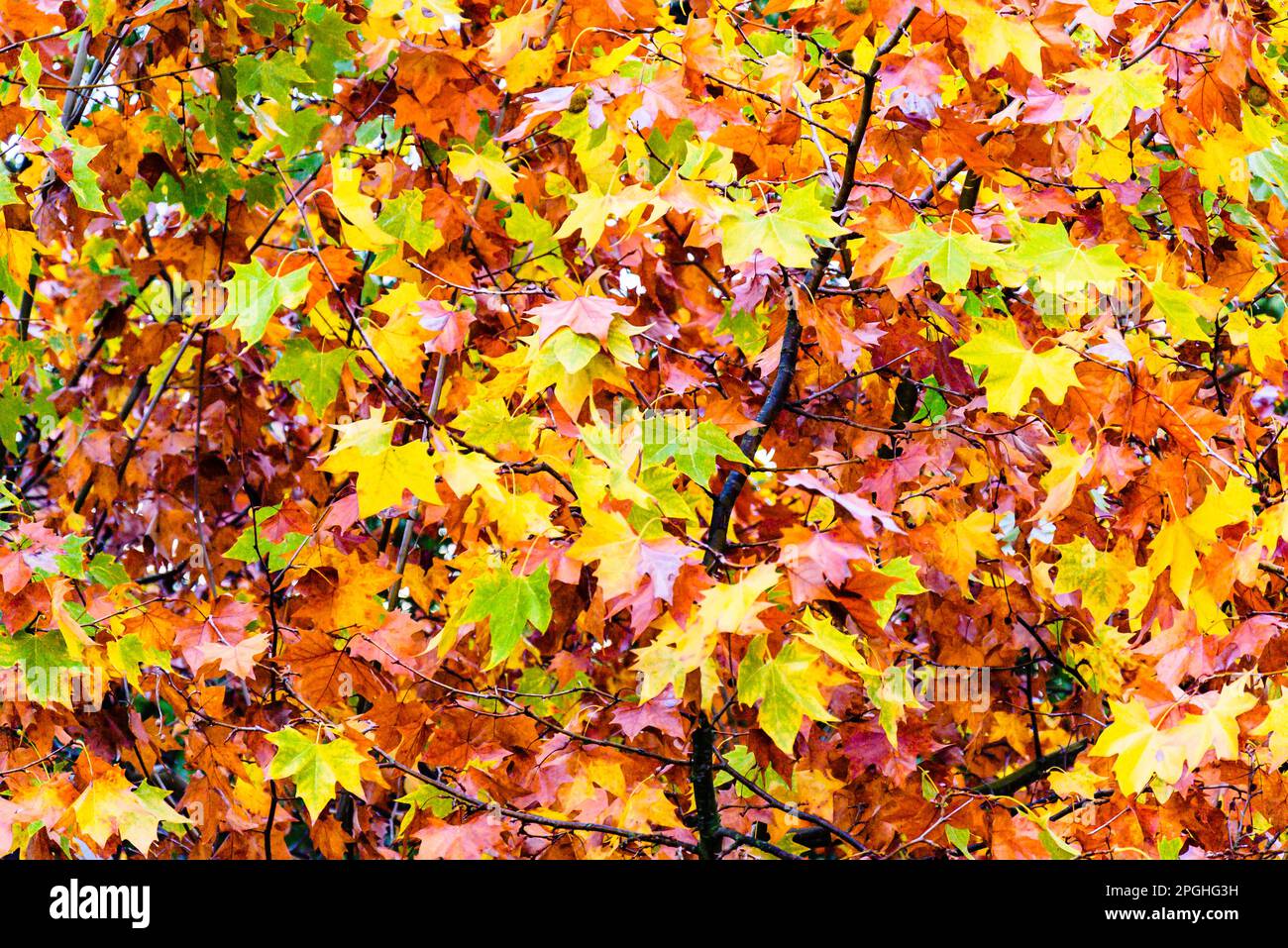 Fond coloré de feuilles sur les branches de l'arbre en automne Banque D'Images
