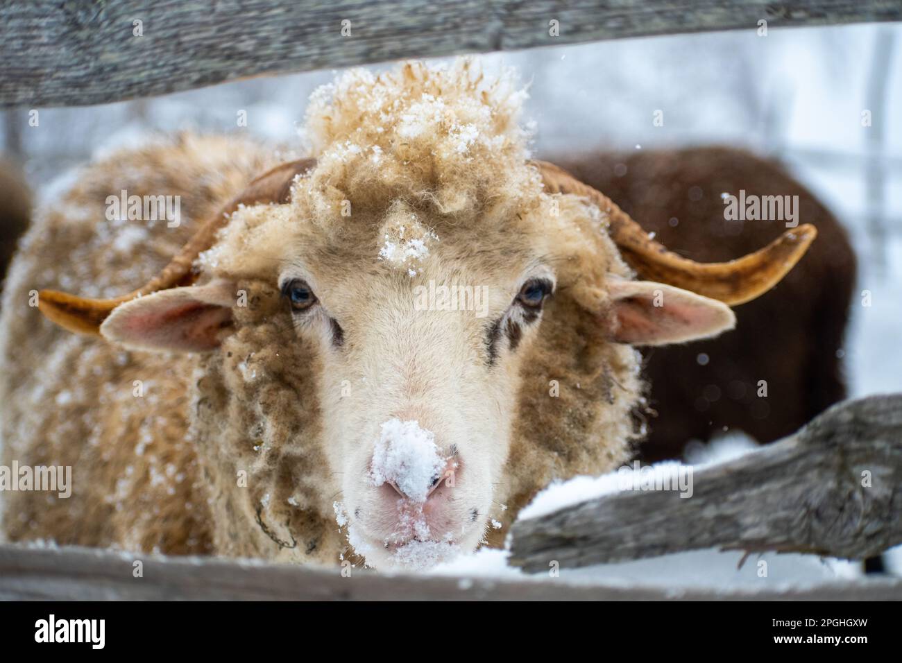 Gros plan d'un mouton brun en hiver, sa fourrure recouverte de neige. Banque D'Images