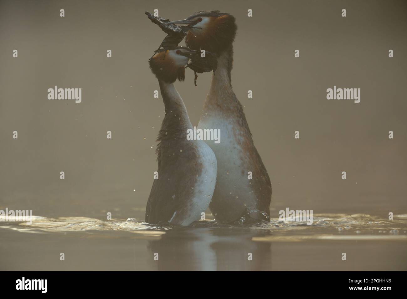 la danse... Great Crested Grebe pendant la cour, danse de mariage. Banque D'Images