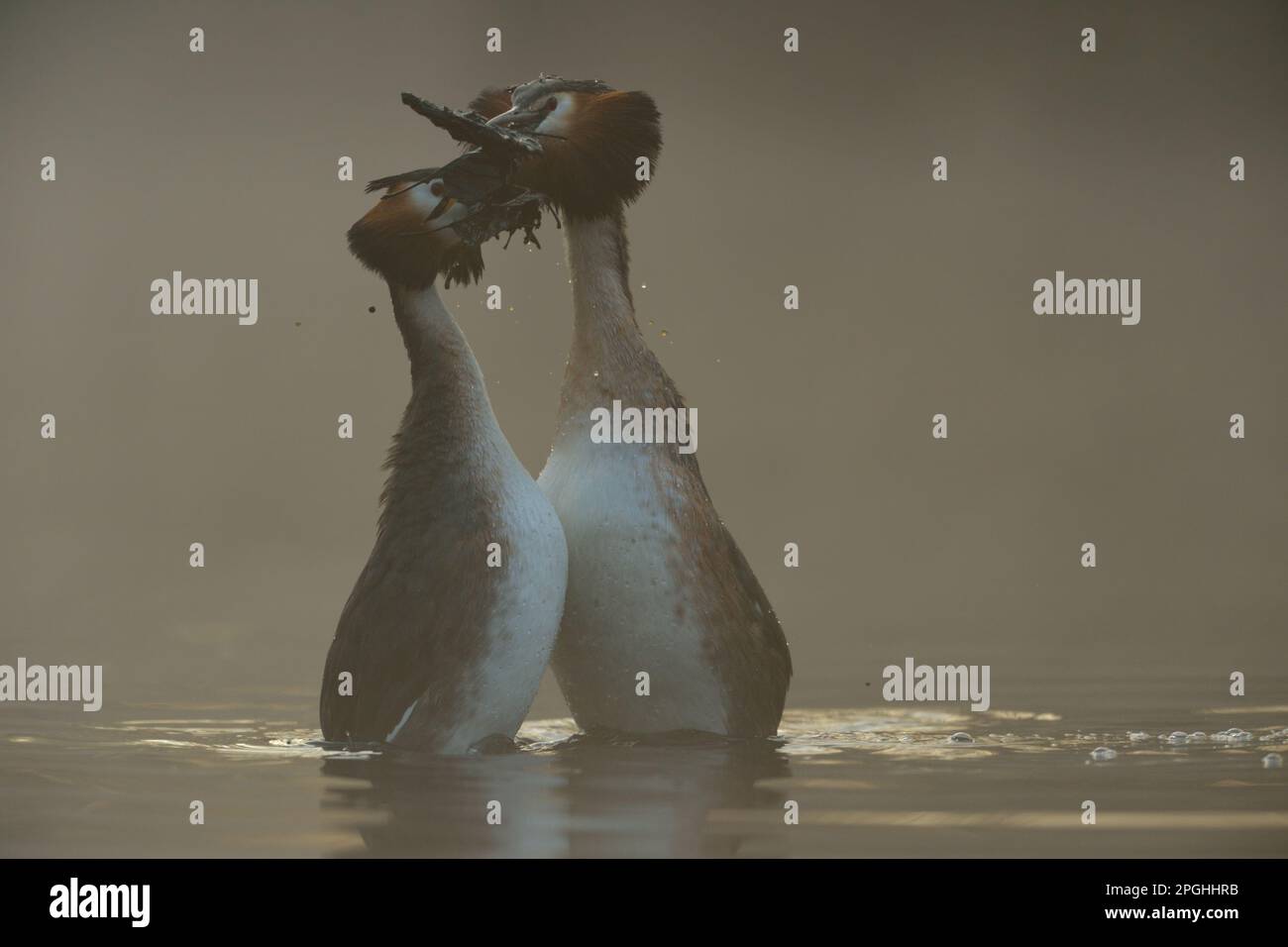 Cadeaux de mariage... Great Crested Grebe dans la brume tôt le matin pendant la danse de mariage de cour, danse de pingouin. Banque D'Images