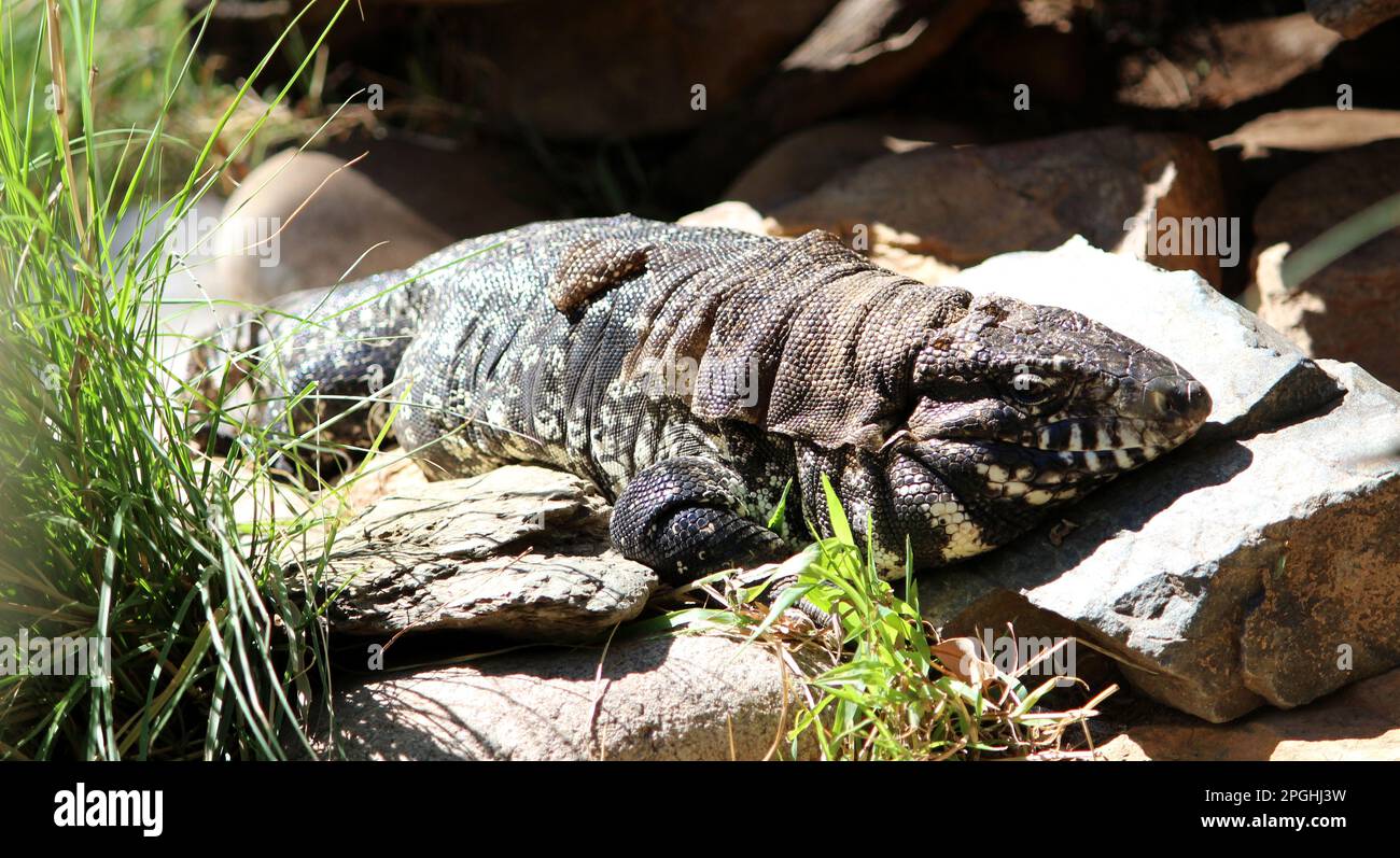 Tegu argentin noir et blanc (Salvator merianae) au soleil : (pix Sanjiv Shukla) Banque D'Images