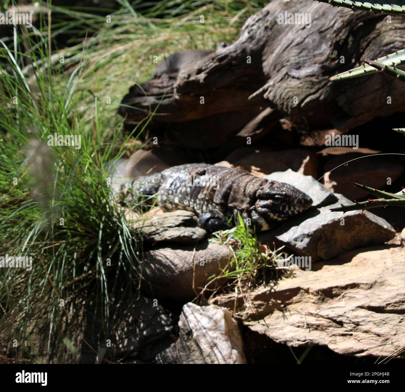 Tegu argentin noir et blanc (Salvator merianae) au soleil : (pix Sanjiv Shukla) Banque D'Images