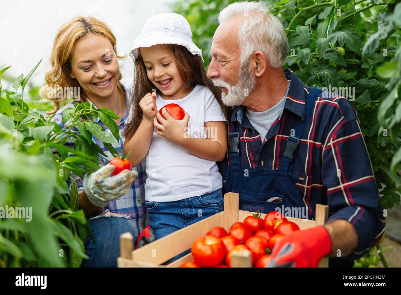 Grand-père de culture de légumes biologiques avec la famille à bio ferme. Concept de nourriture saine pour les personnes Banque D'Images
