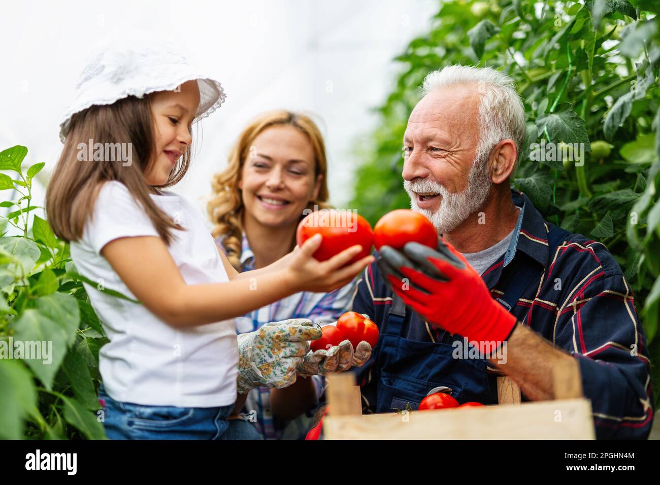 Famille travaillant ensemble en serre. Portrait de grand-père, enfant travaillant dans le jardin familial. Banque D'Images