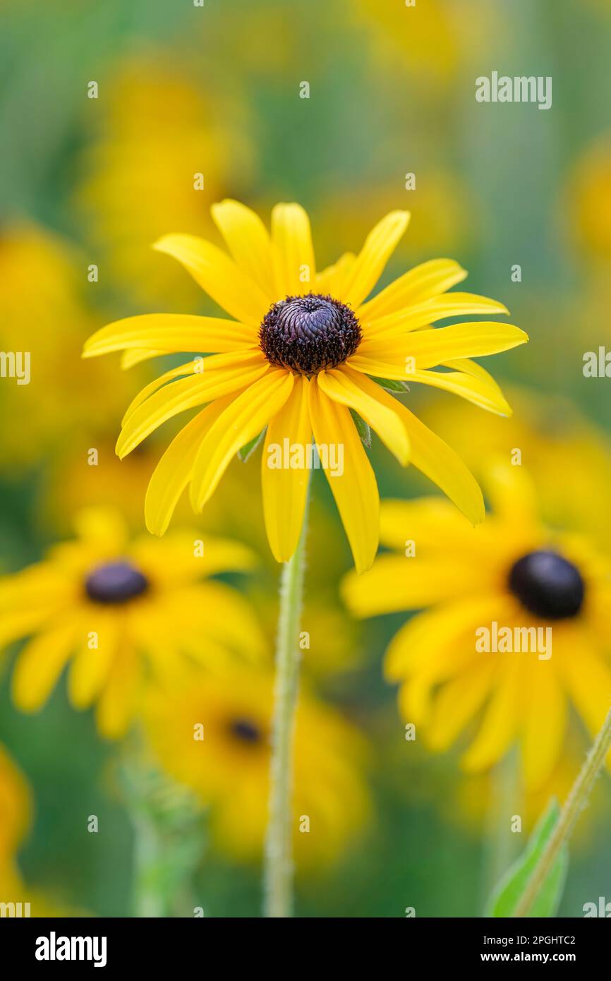 Rudbeckia fulgida deamii, Rudbeckia deamii, coneflow du DEAM, vivace, pâquerettes jaunes, centres noir/marron Banque D'Images