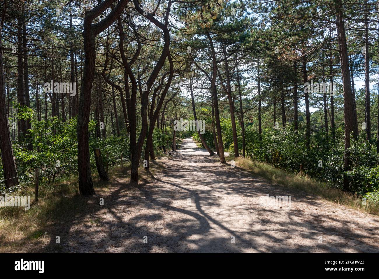 Forêt de pins dans la réserve naturelle des dunes de Schoorls, Schoorl, Hollande-Nord, pays-Bas, Europe Banque D'Images