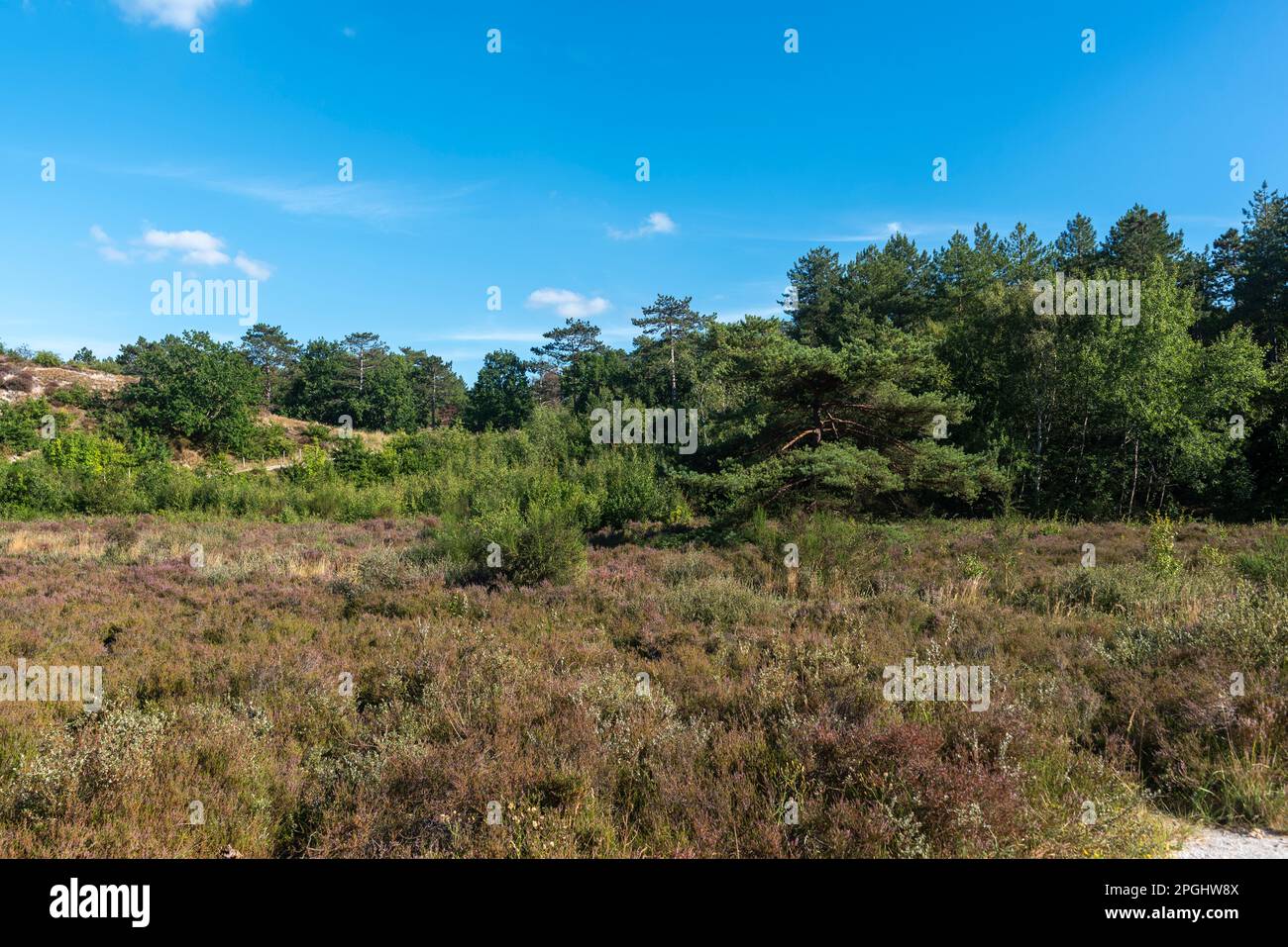 Paysage dans la réserve naturelle Schoorlser Dunes, Schoorl, Hollande-Nord, pays-Bas, Europe Banque D'Images