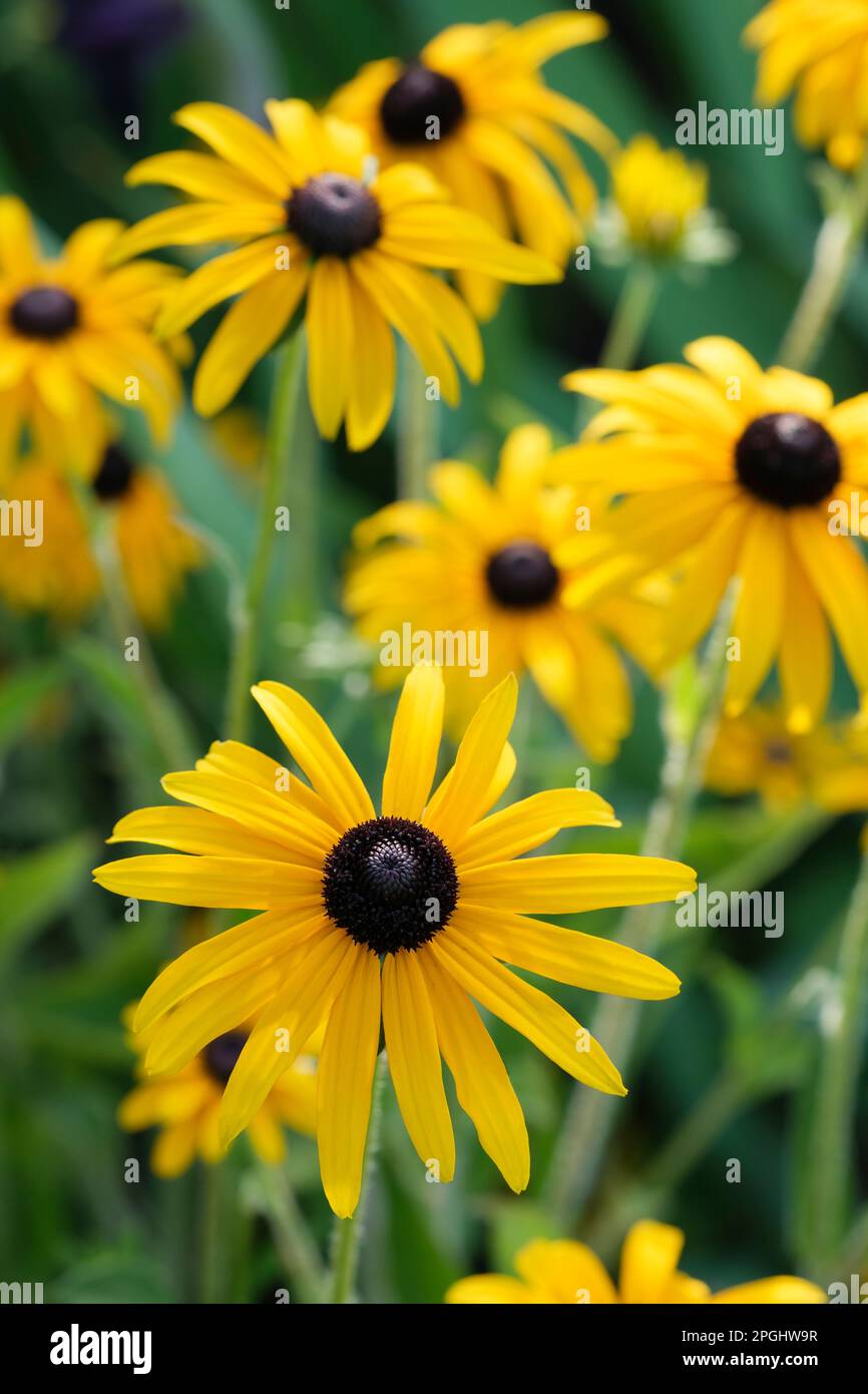 Rudbeckia fulgida deamii, Rudbeckia deamii, coneflow du DEAM, vivace, pâquerettes jaunes, centres noir/marron Banque D'Images