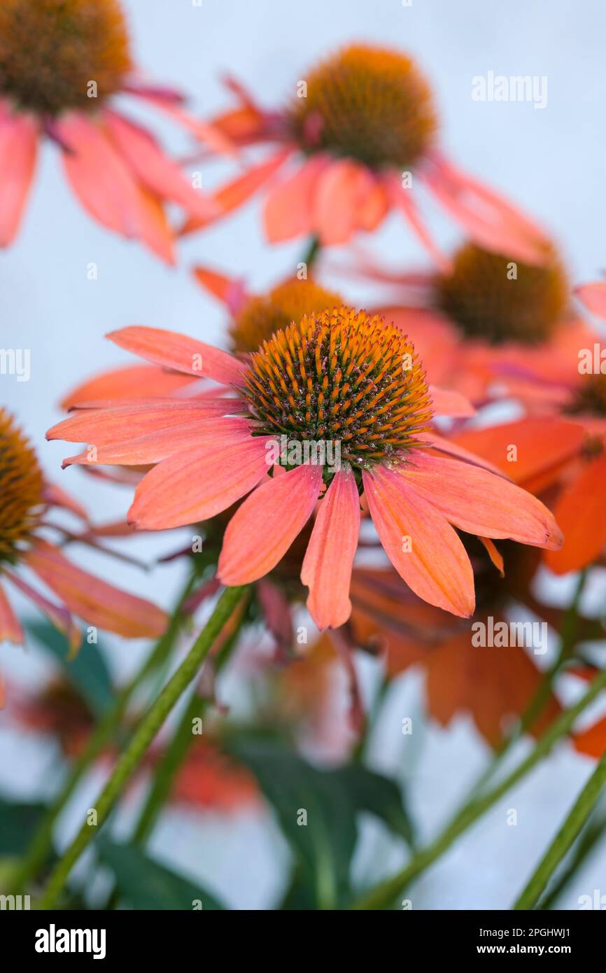 Echinacea Sombrero Adobe Orange, vivace, légèrement couchée de rayons orange entourant un cône central orange-brun Banque D'Images