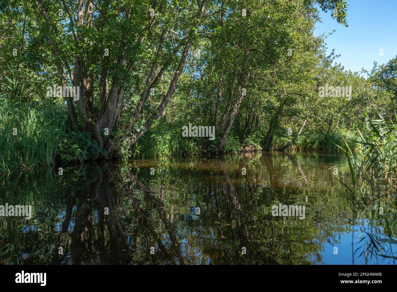 Paysage dans la réserve naturelle Loosdrechtse Plassen, Loosdrecht, Hollande-Nord, pays-Bas, Europe Banque D'Images