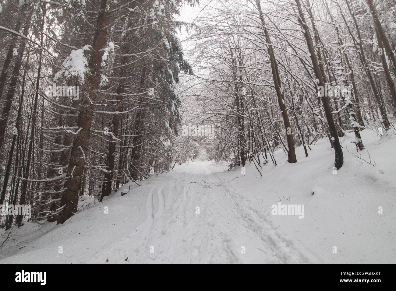 Le sentier d'une forêt enneigée disparaît lentement pendant les mois d'hiver dans le brouillard opaque dense, créant une atmosphère harmonieuse et magique. Beskydy Mo Banque D'Images