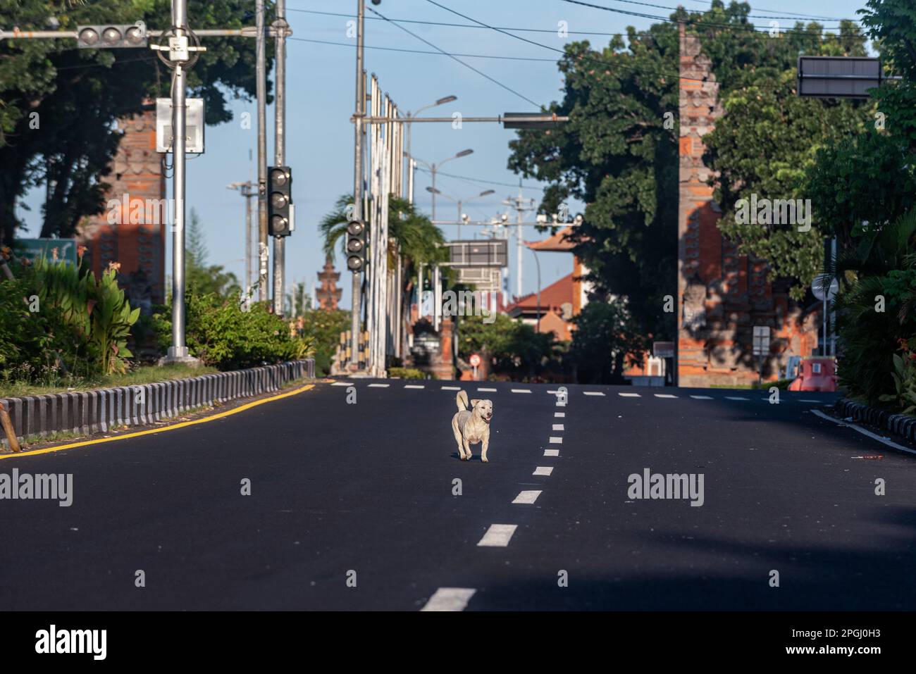Badung, Indonésie. 22nd mars 2023. Un chien a vu traverser les rues vides du village de Tuban le jour de Nyepi. Bali célèbre Nyepi, ou le jour du silence, sur lequel ils ne travaillent pas, ne pas allumer les lumières, ne pas voyager, et ne vous laissez pas tenter par des indulgences, pour marquer le nouvel an hindou balinais Saka, qui tombe sur 22 mars 2023. Crédit : SOPA Images Limited/Alamy Live News Banque D'Images