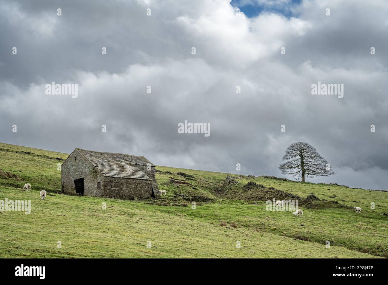 Culture agricole rurale de collines de moutons paissant sur des champs de montagne non cultivés au Royaume-Uni. Banque D'Images