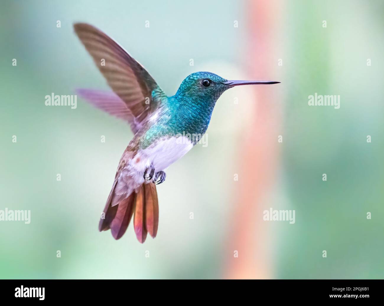 Gros plan d'un adorable colibri sur un mangeoire à oiseaux à Las Vegas,  Nevada Photo Stock - Alamy
