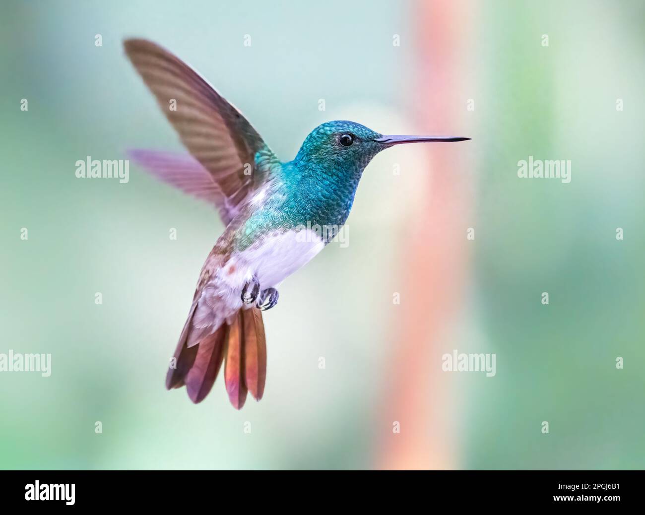 Gros plan sur un joli colibris à ventre de neige volant sur un arrière-plan flou Banque D'Images