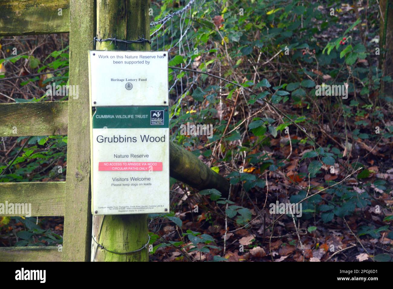 Grubbins Wood Cumbria Wildlife Trust réserve naturelle près de Arnside Knott, Arnside, Cumbria, Angleterre, Royaume-Uni. Banque D'Images