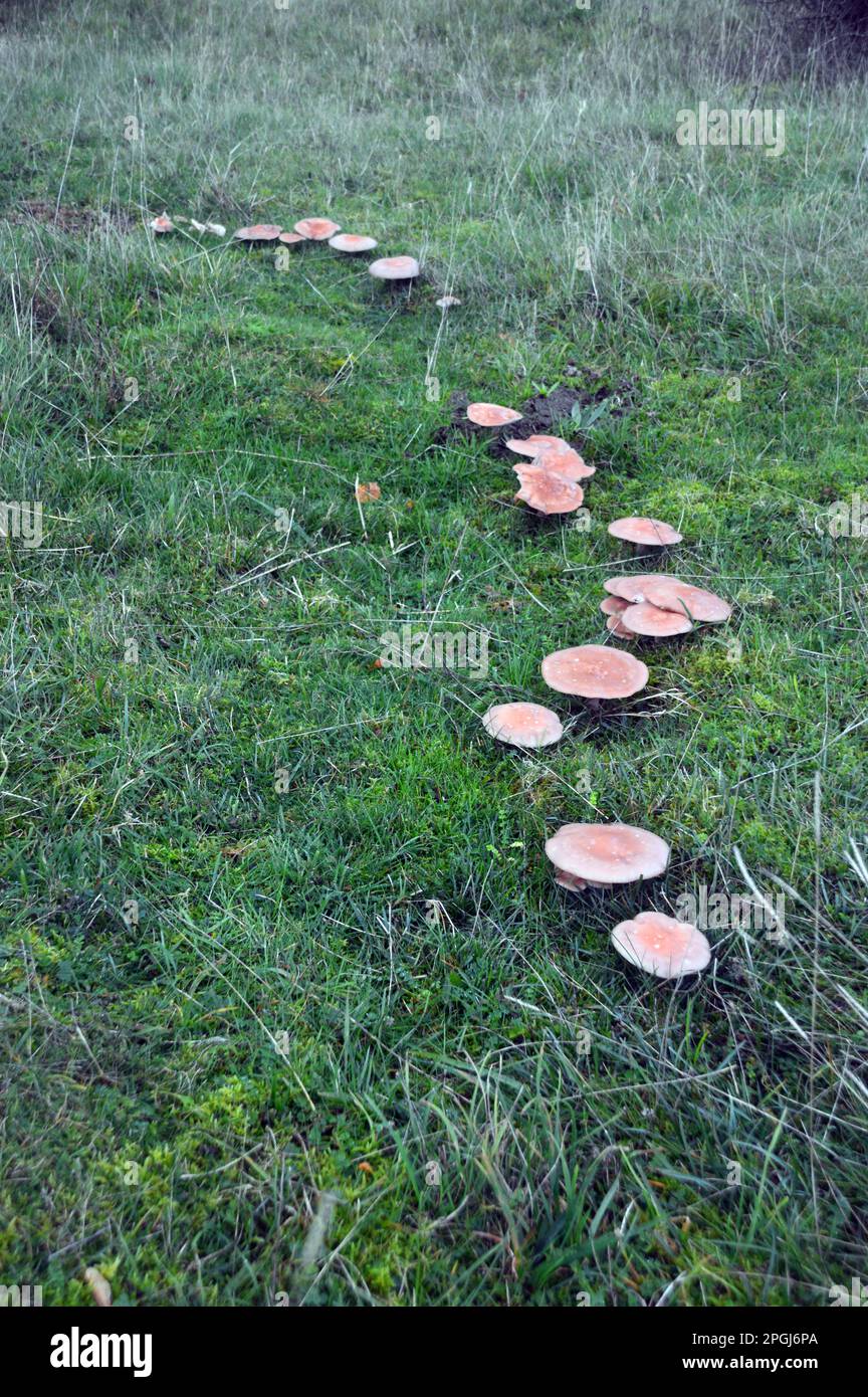 Ligne incurvée de grands champignons bruns près du bois de Red Hills sous le Knott d'Arnside, Arnside, Cumbria, Angleterre, Royaume-Uni. Banque D'Images
