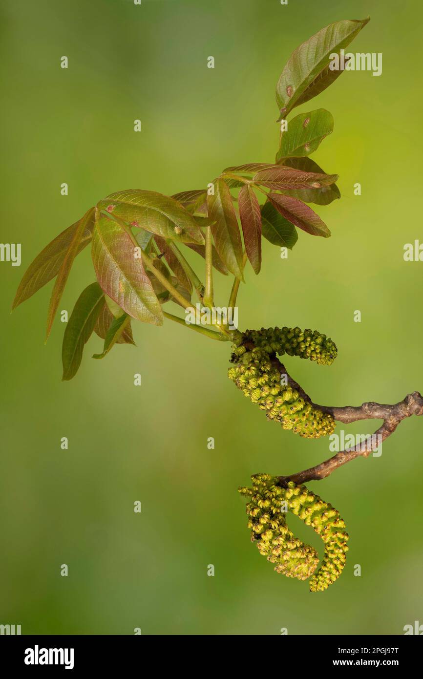 Noyer (Juglans regia), fusillades de feuilles et chatons mâles, Allemagne, Bavière Banque D'Images