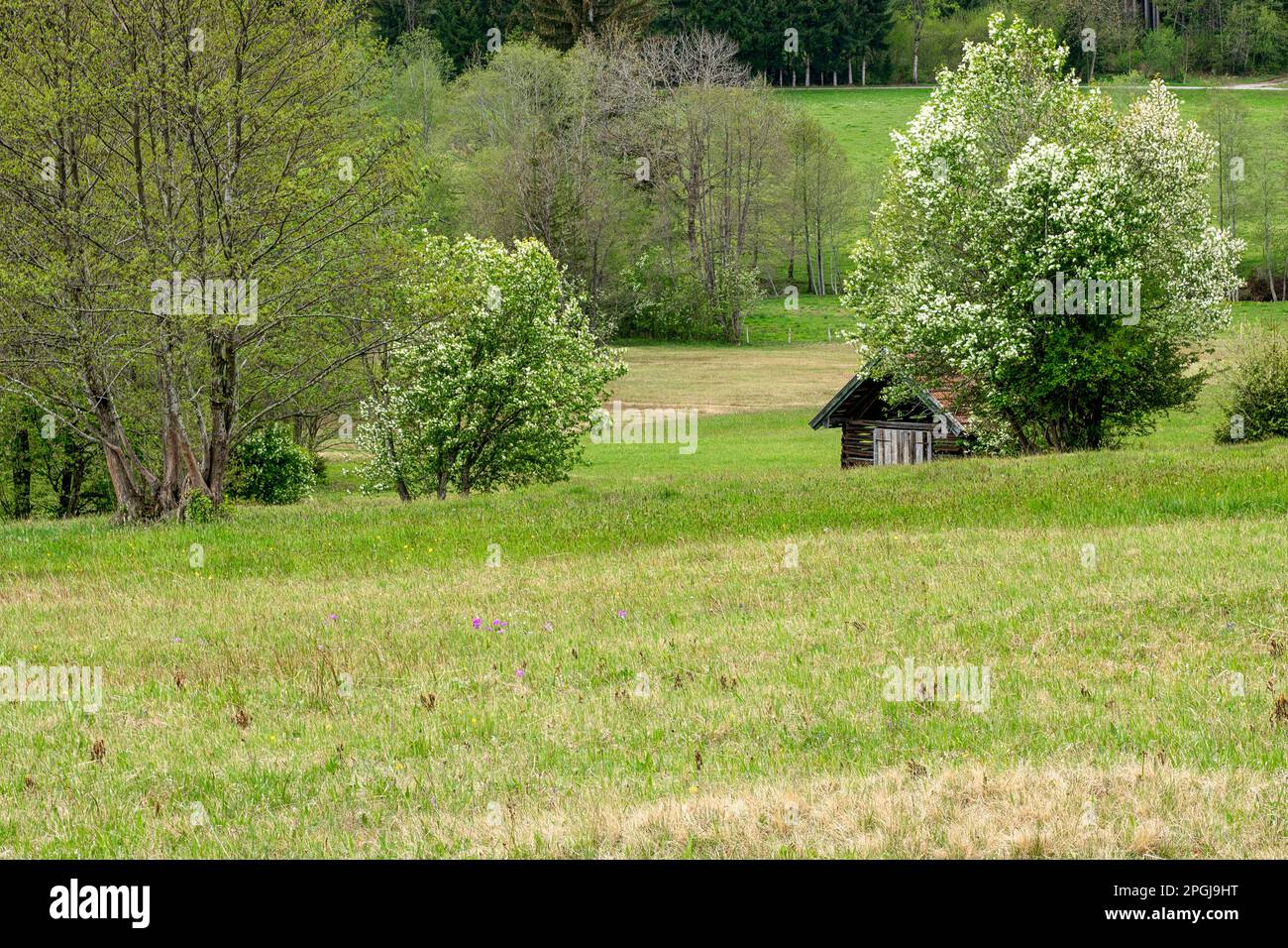 prairie et grange de foin en bois au printemps, Allemagne, Bavière, Bad Kohlgrub Banque D'Images