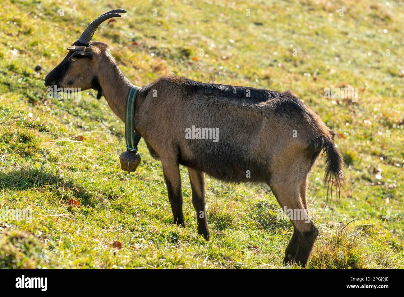 Chèvre domestique (Capra hircus, Capra aegagrus F. hircus), chèvre noble allemande colorée debout sur un pâturage alpin avec une cloche autour de son cou, côté Banque D'Images