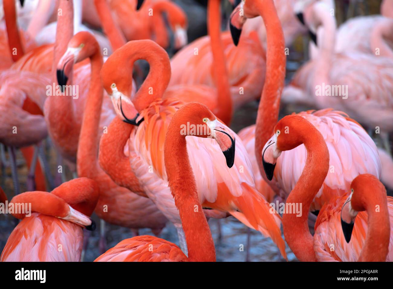 Flamant chilien (Phoenicopterus chilensis), Flamingos américain, Phoenicopterus ruber ruber, au zoo, 2 Banque D'Images