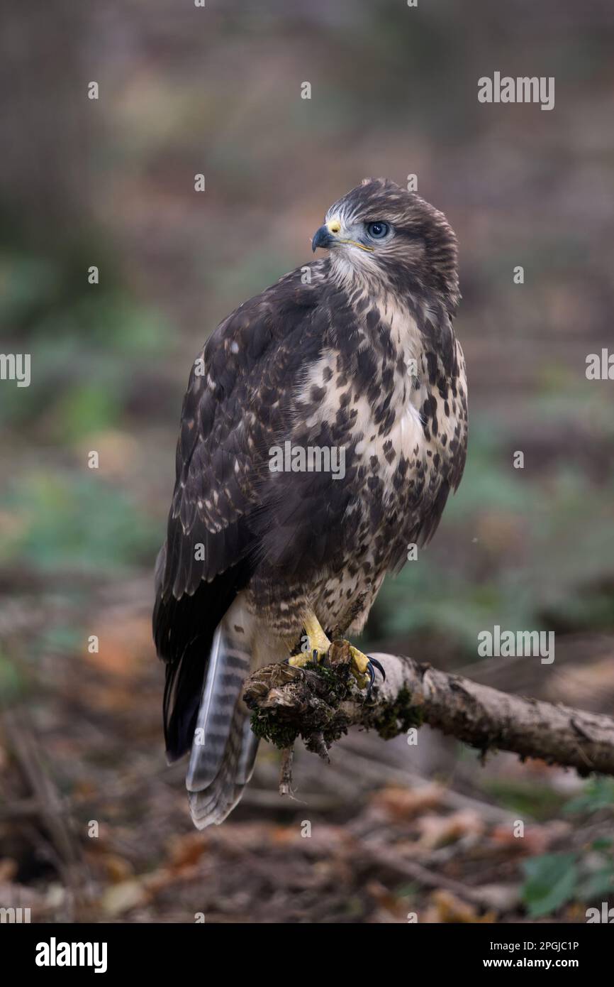 jeune oiseau de proie... Buzzard sur une branche dans la forêt Banque D'Images