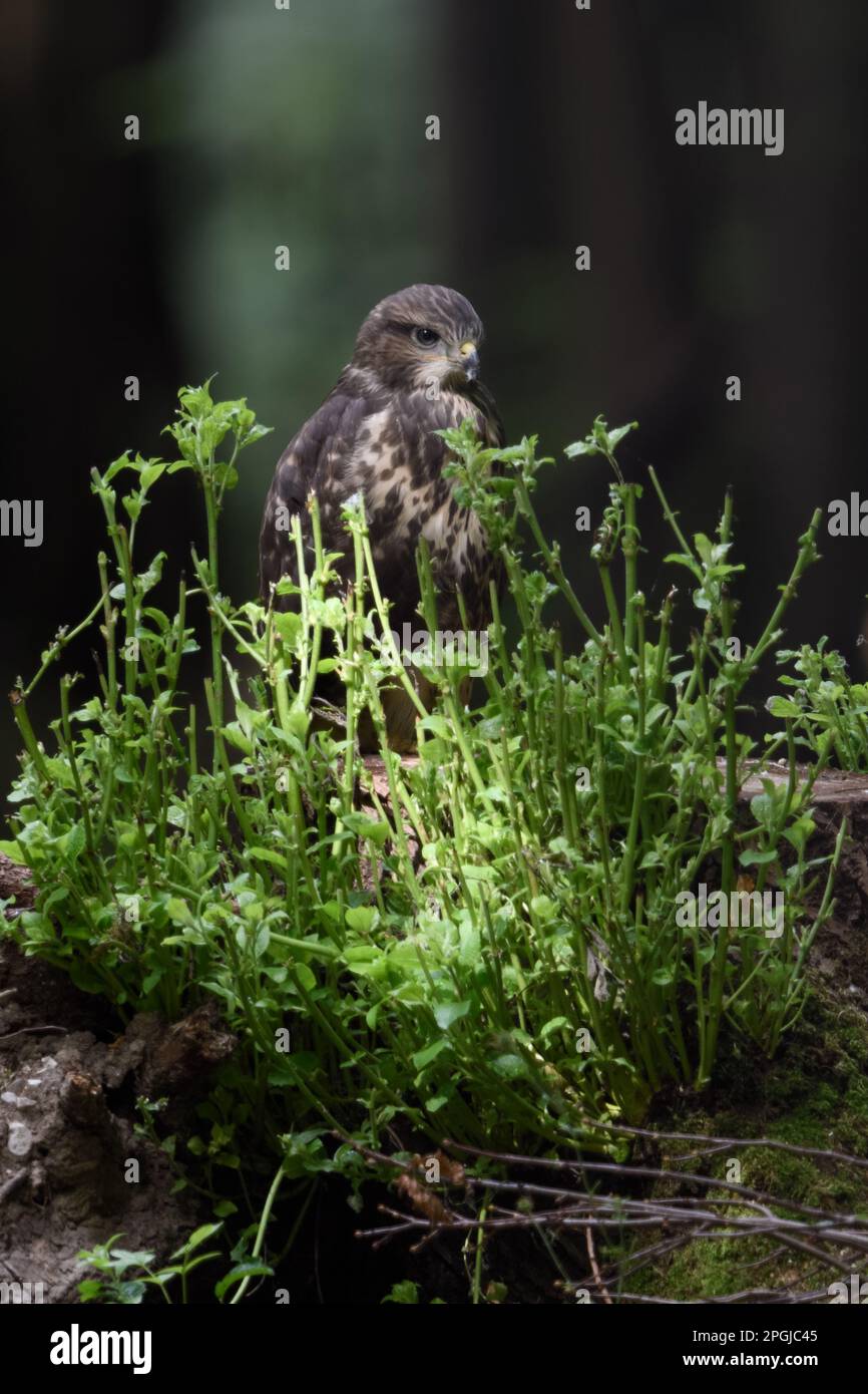 Jeune... Buzzard, jeune oiseau de proie, ramifié sur une souche d'arbre dans la forêt Banque D'Images