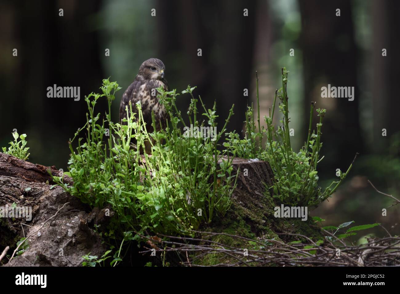 Jeune... Buzzard, jeune oiseau de proie, ramifié sur une souche d'arbre dans la forêt Banque D'Images