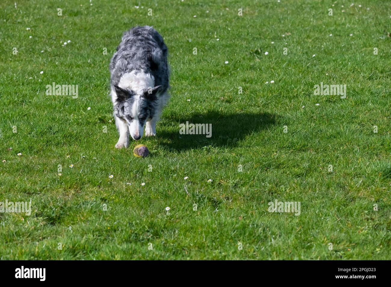 Blue Merle Border Collie en plein air avec une balle de tennis au soleil de printemps Banque D'Images