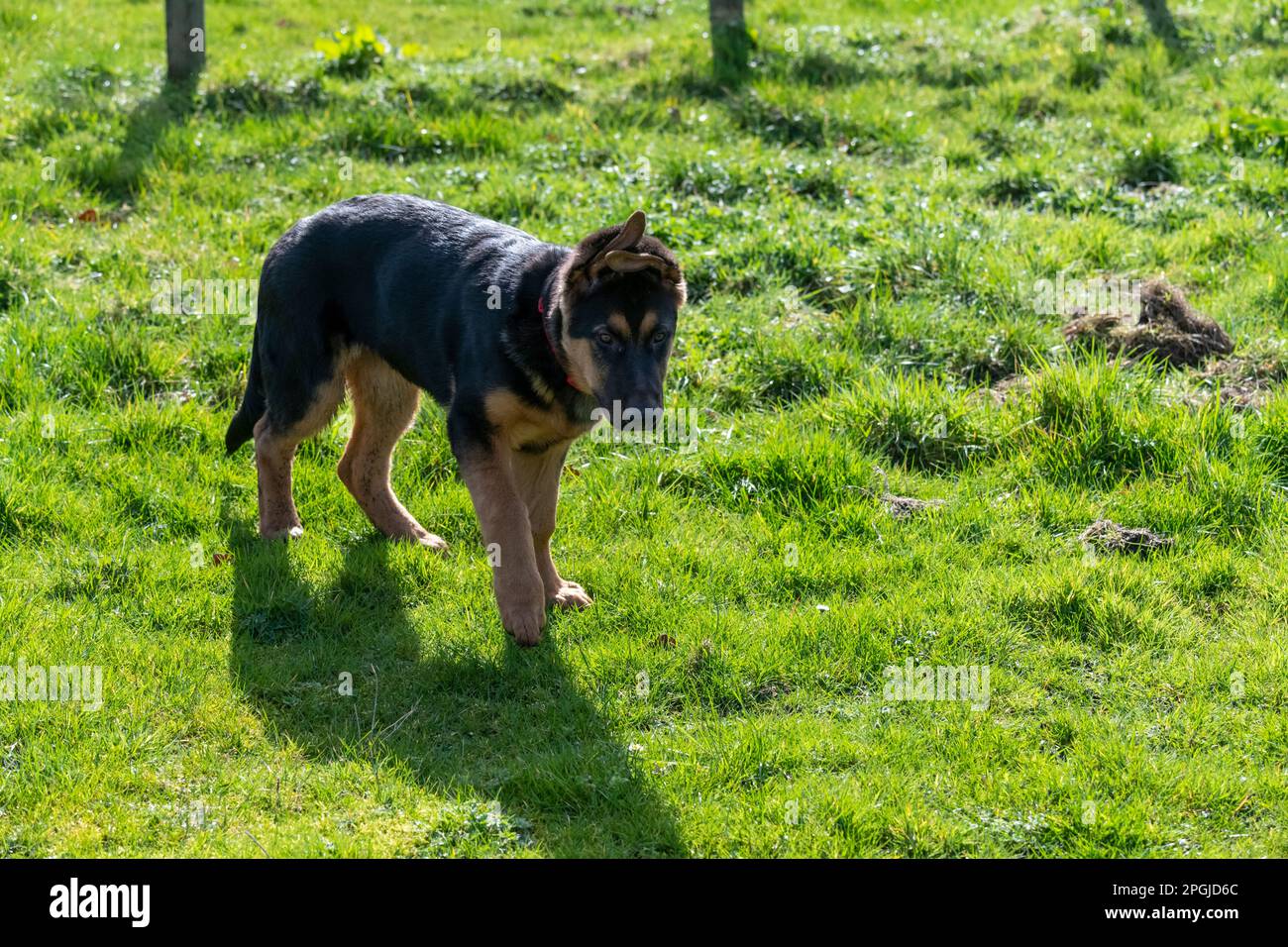 Mignon petit chien noir et brun clair Berger allemand à l'extérieur au soleil Banque D'Images