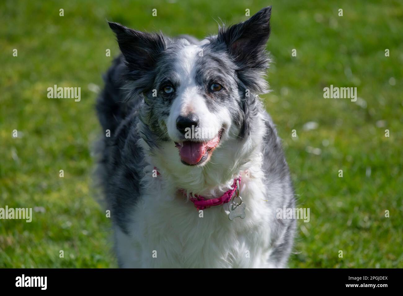 Portrait d'un adulte Blue Merle Border Collie en plein soleil Banque D'Images