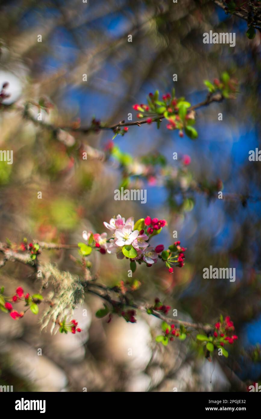 Cerisiers en fleurs de Monterey, Californie Banque D'Images