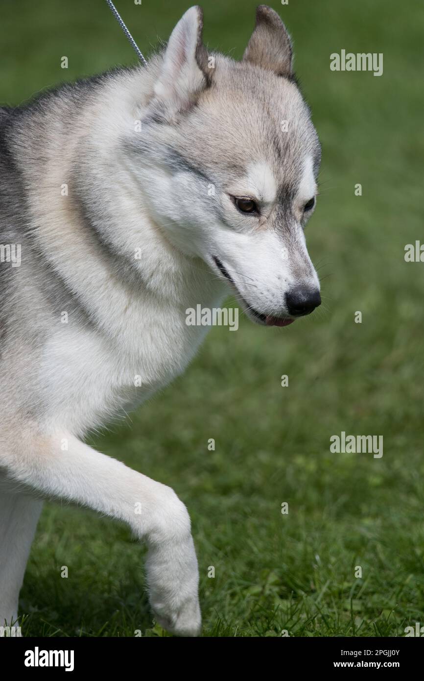 Husky sibérien marchant dans une vue de profil lors d'un spectacle canin Banque D'Images