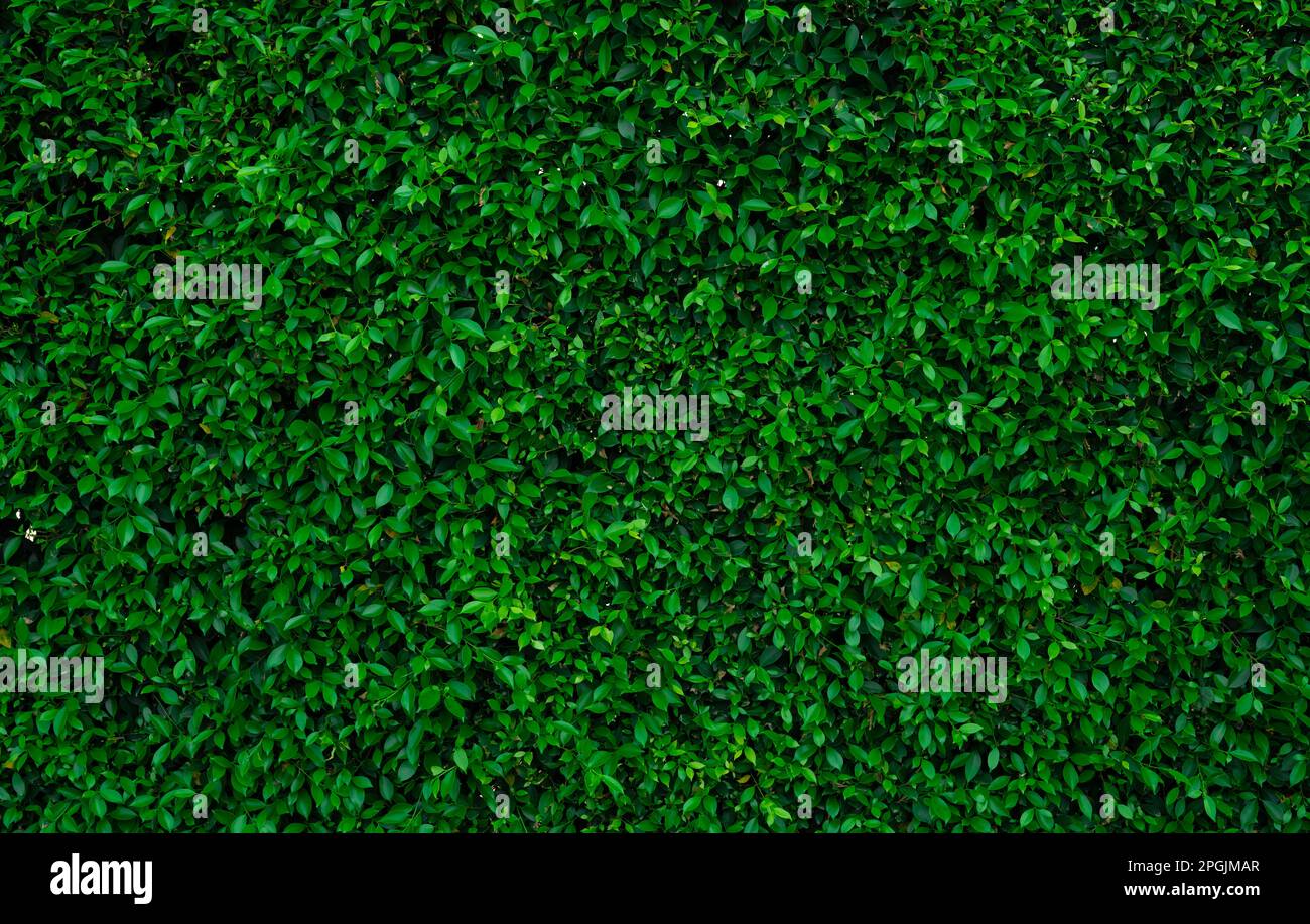Petites feuilles vertes sur fond de texture de la paroi de haie. Gros plan plante de haie verte dans le jardin. Mur de haies écologique à feuilles persistantes. Toile de fond naturelle. La beauté dans la nature Banque D'Images
