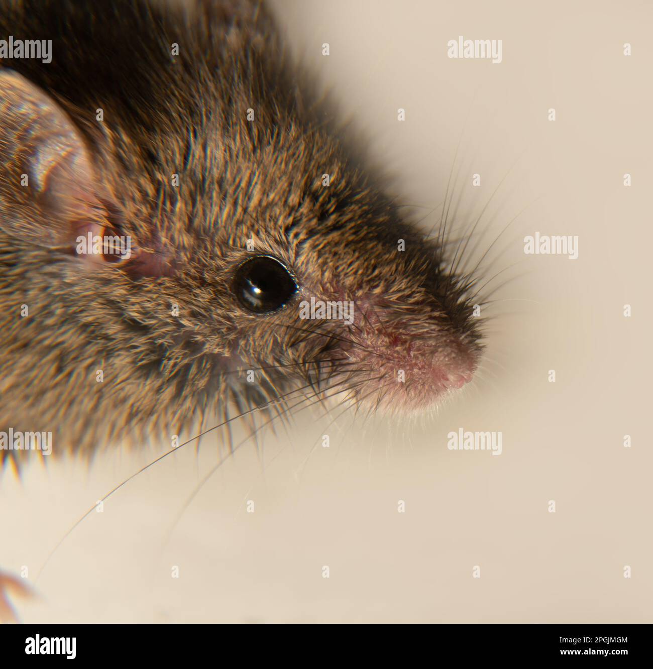 La souris suisse (maison) (Mus musculus) accompagne constamment les humains (synanthropes) et les parasitizes: Manger le grain dans les stockages, les produits. Il n'est pas possible Banque D'Images