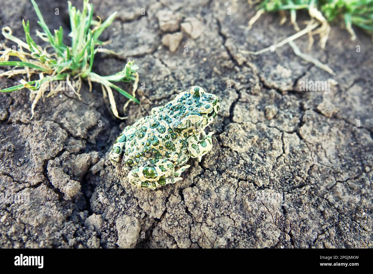 Un jeune crapaud vert européen (crapaud variable, Bufo viridis) sur terre sèche. Coloration assimilable (pas dans ce cas) et sécrétions toxiques sur la peau. Op Banque D'Images