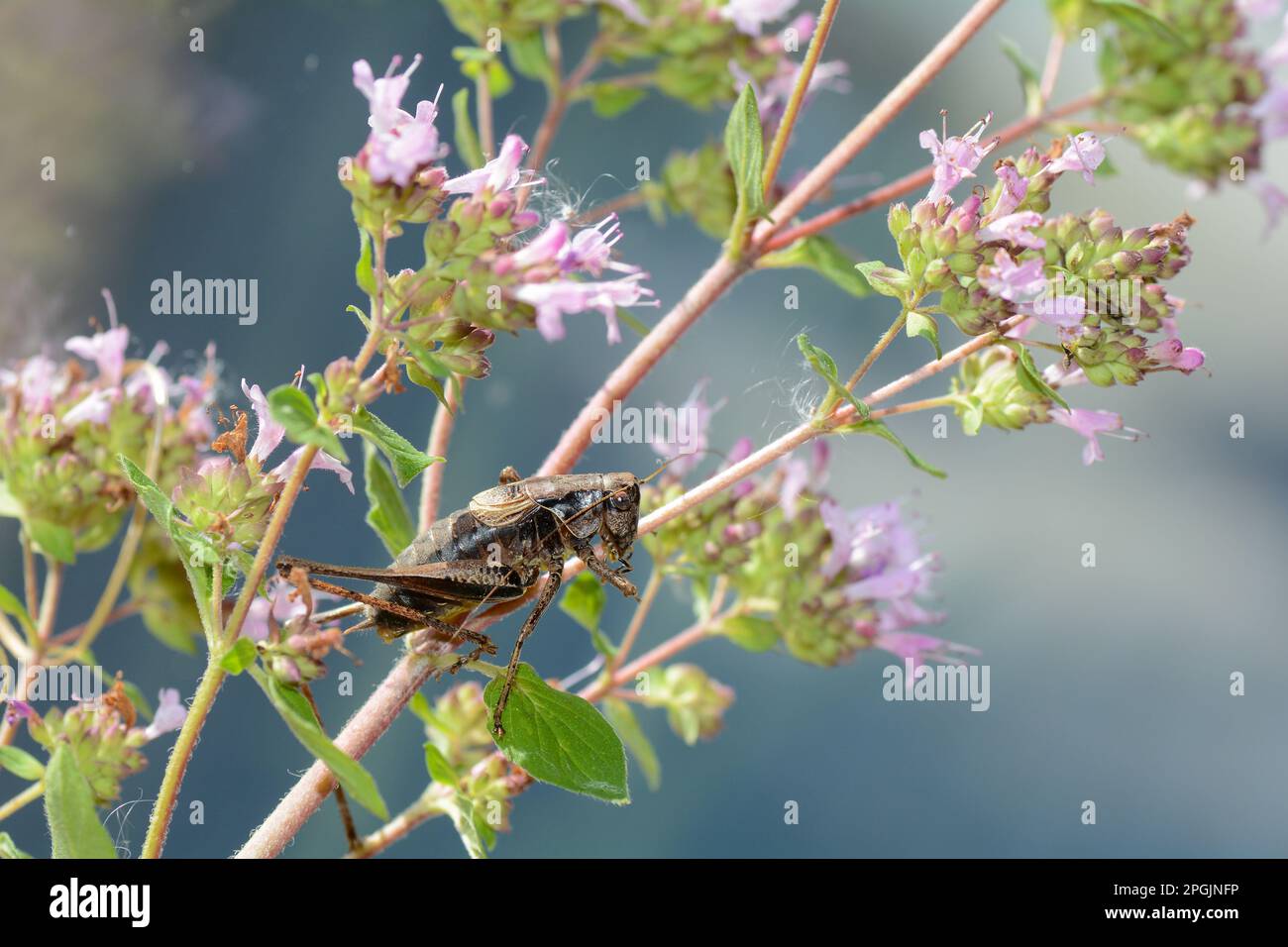 Le cricket commun du Bush ( Pholidoptera griseoaptera ) sur une plante Banque D'Images