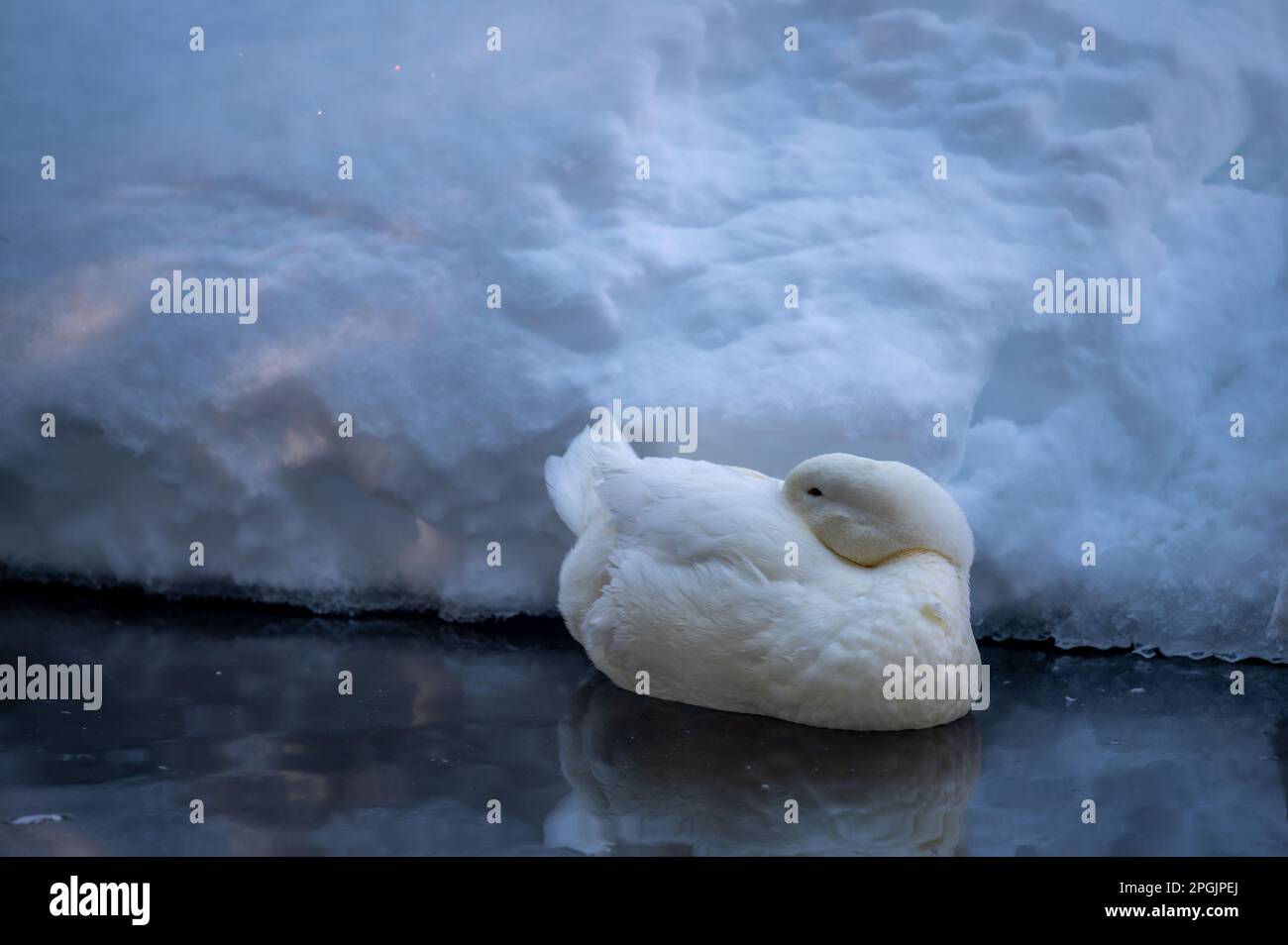 Canard blanc dans l'eau. Pekin américain de repos en hiver. Le Pekin ou le Pekin blanc. Ambiance tranquille. Banque D'Images