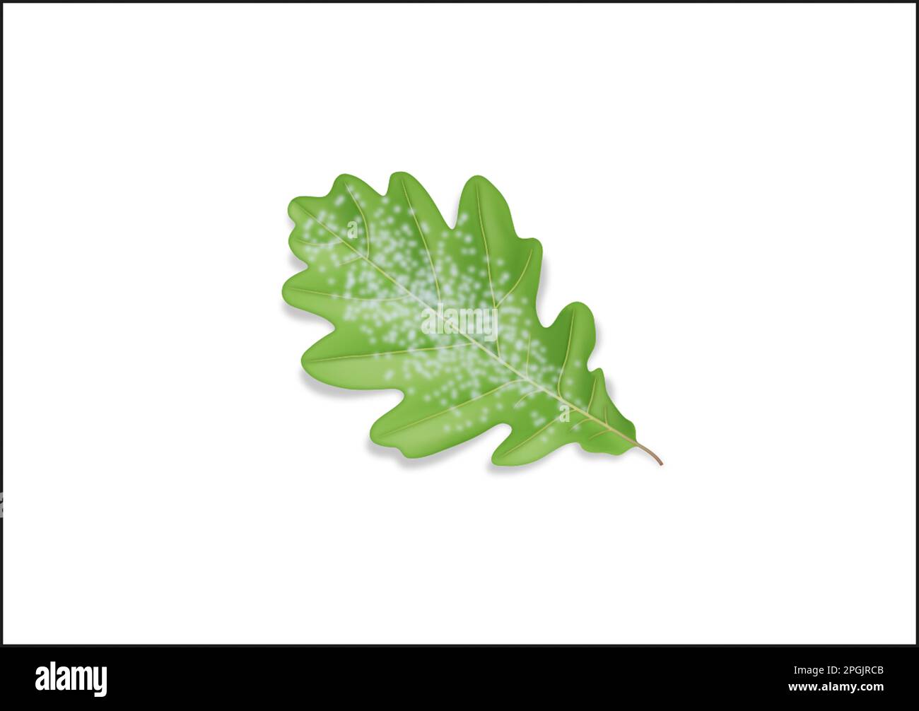 Mildiou sur une feuille de chêne anglais Banque D'Images