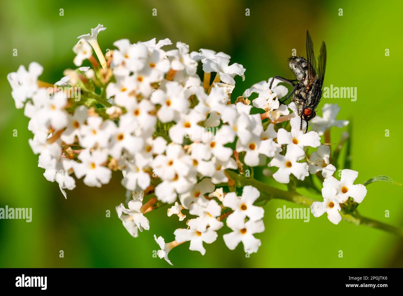 Photo macro d'une mouche (Calliphoridae) perchée sur la fleur d'une tordeuse blanche. Banque D'Images