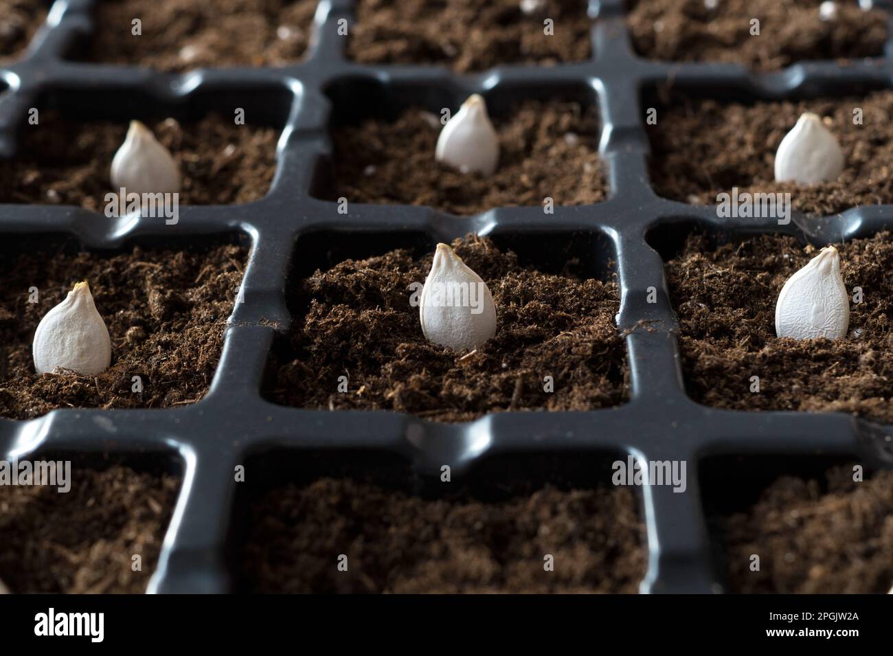 Graines de citrouille dans le sol, pots en plastique noir réutilisables avec terre. Plantation de semences. Production agricole, agriculture, jardinage. Gros plan. Banque D'Images