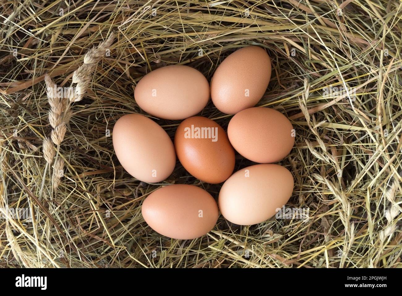 Groupe d'œufs de poulet frais dans le nid de foin. Produits agricoles biologiques. Vue de dessus, gros plan. Banque D'Images