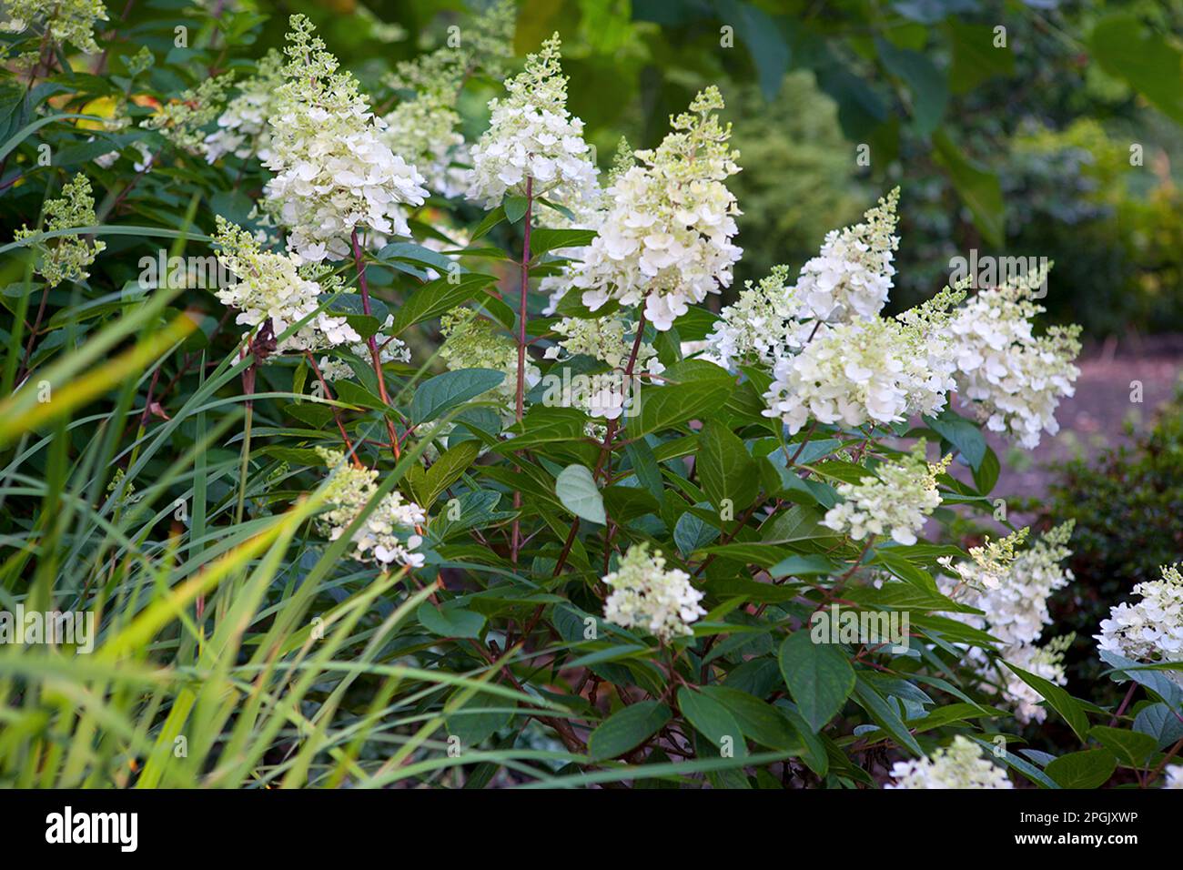 Hydrangea paniculata Pinky-Winky 'vppinky' Banque D'Images Hydrangea paniculata Pinky-Winky 'vppinky' Banque D'Images