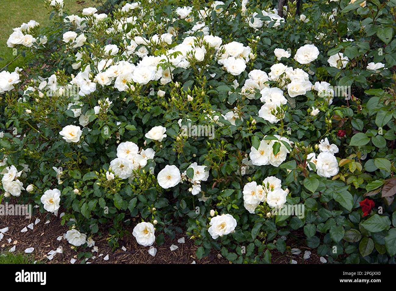 Rosa Flower Carpet White ('Noaschnee') Banque D'Images