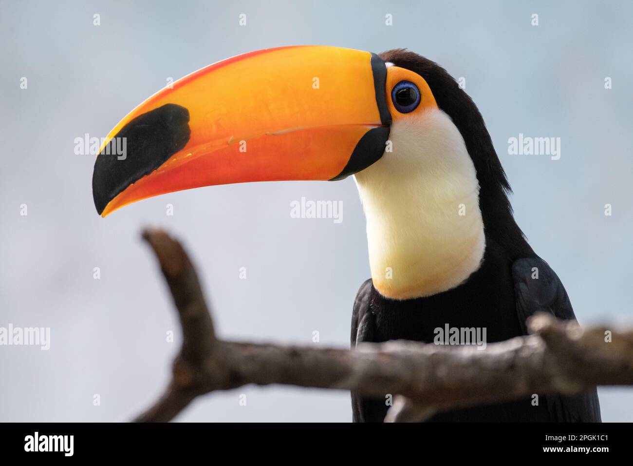 Un toucan toco (Ramphastos toco), également connu sous le nom de toucan commun ou toucan géant, photographié dans son enceinte au zoo de Faunia. C'est la plus grande espèce i Banque D'Images